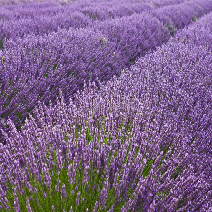 50h hạt giống hoa oải hương Lavender
