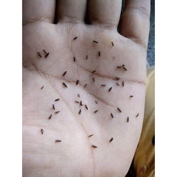 dầu gội trị chấy