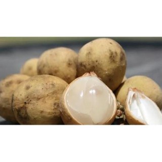 TẶNG 1 P.BÓN_COMBO 5 CÂY GIỐNG DÂU DA THÁI 220K