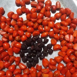 Dùng thử hạt dổi, hạt mắc khén cho xem chất lượng