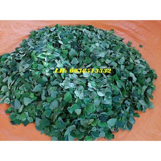 hạt giống sương sâm rừng - 500 hạt