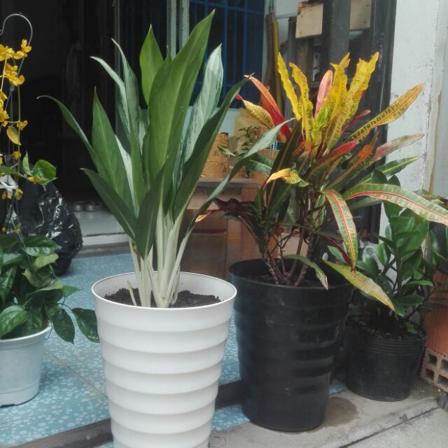 1 Cây Giữ Tiền (hình cuối)