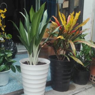 1 cây giữ tiền