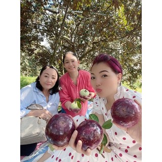 CÂY VÚ SỮA TÍM MICA