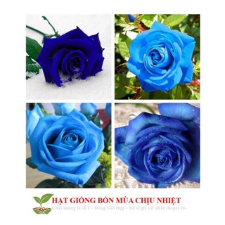 30c hạt giống hoa hồng xanh 10 hạt đến mùa trồng tết