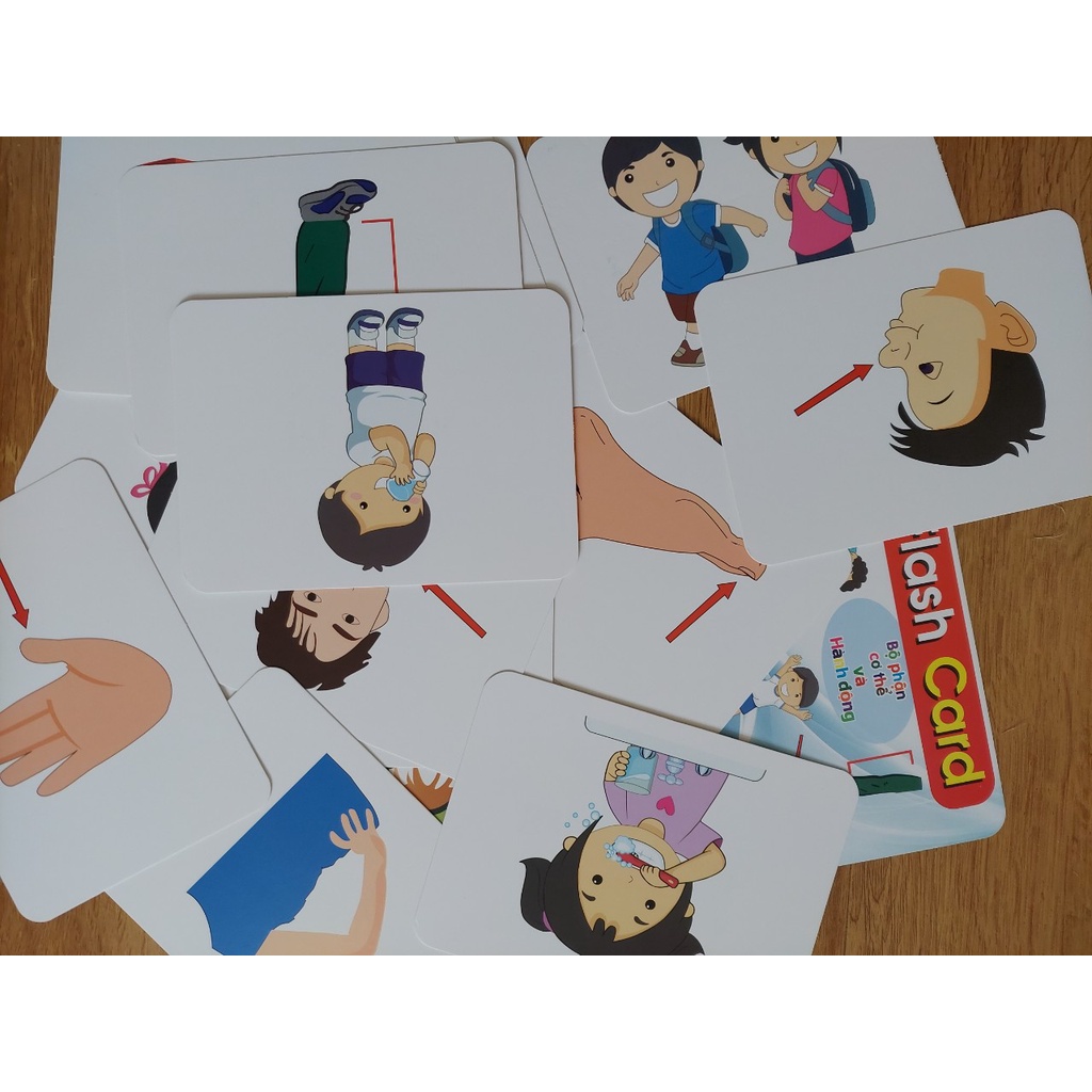 Thẻ học thông minh kích thước lớn 12x16cm chủ đề bộ phận cơ thể -  Flashcard TGXQ Glenn doman chuẩn