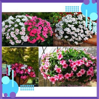 Hạt giống hoa Dừa Cạn Rủ mix nhiều màu .