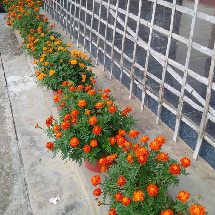 Giống Hoa Vạn Thọ Pháp. Chuẩn mặt Hoa,