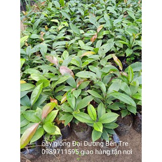 Cây măng cụt Bến Tre