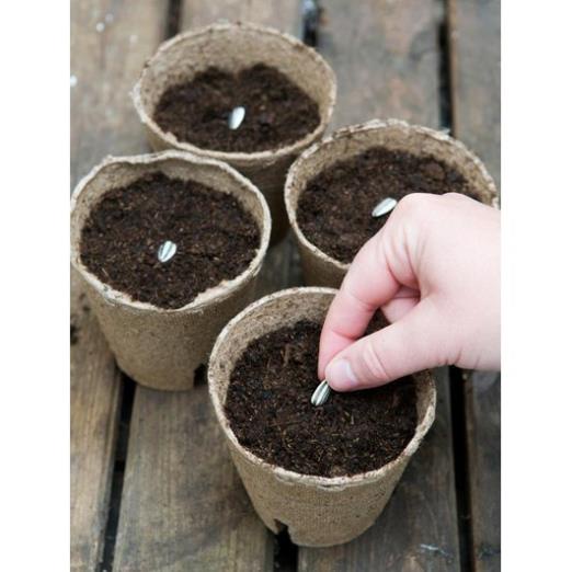 Hạt Giống Hoa Hướng Dương Vàng Lùn