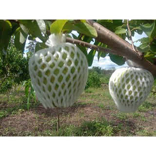 50 túi xốp bọc na (xốp 18cm+nilong 20x25+ thun chịu nhiệt)