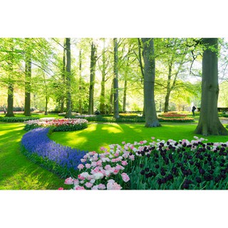 Tranh dán tường Vườn hoa tulip ban mai, tranh dán tường 3d hiện đại (tích hợp sẵn keo)