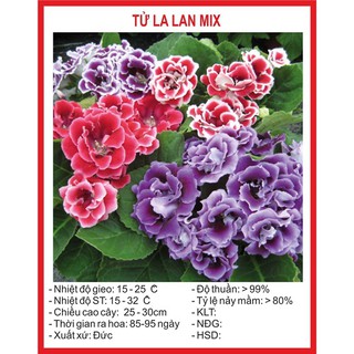Combo hạt giống 2500K