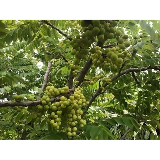 Cây giống chùm ruột chua ( chuẩn giống siêu sớm trái )
