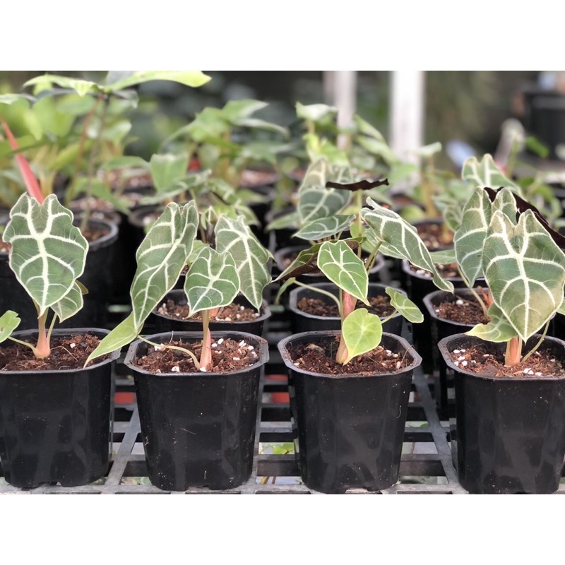 Alocasia Watsoniana- MÔN QUAN ÂM size 3-4 lá