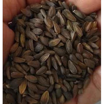 100H Cúc Châu Phi đẹp nhẹ, dịu dàng