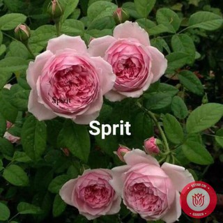 Cành Chiết Hồng Leo Ngoại  Spirit Cành Chiết Hoa Hồng