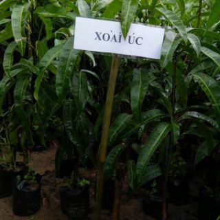 Combo 1 bầu cây mít thái siêu sớm và 1 bầu cây xoài úc