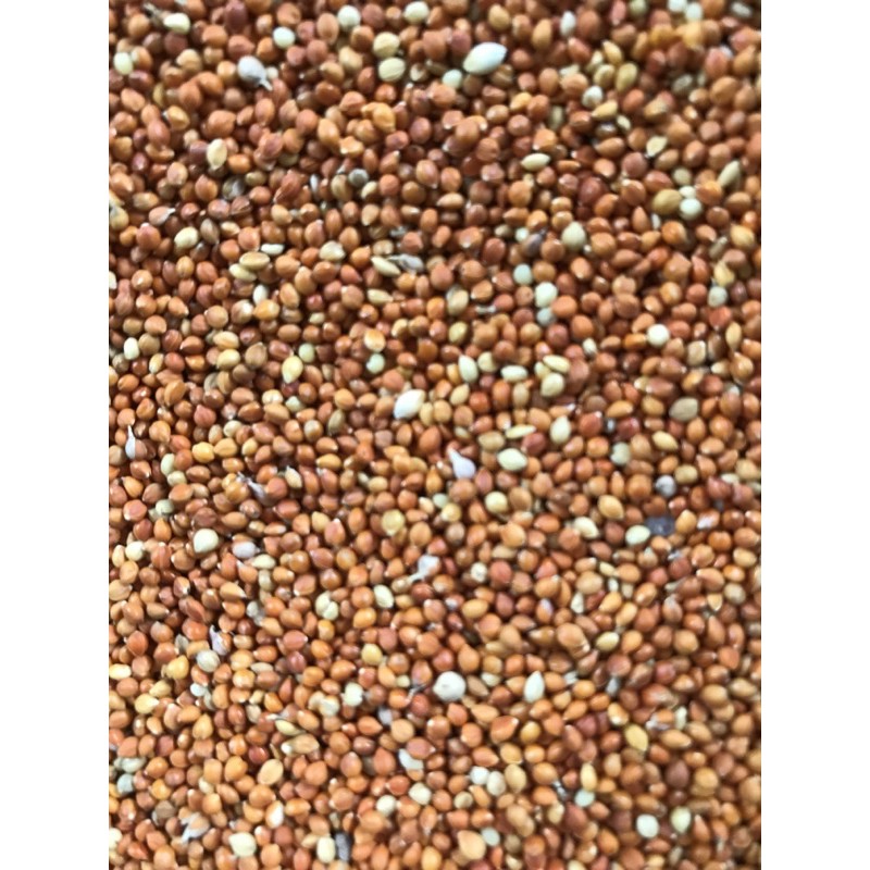 1kg hạt kê đỏ hạt nhỏ cho vẹt, chim cu gáy