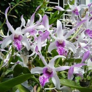 Denro nắng Urawan trưởng thành sắp hoa