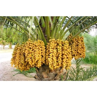 Hạt giống cây chà là 80k/100 hạt