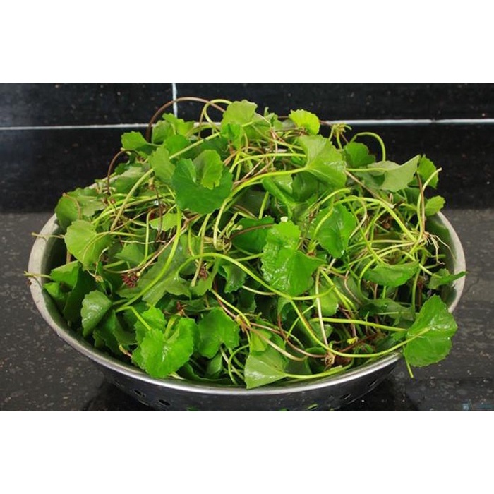 Hạt giống rau má lá nhỏ cao sản F1