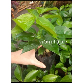 Cây lan tỏi