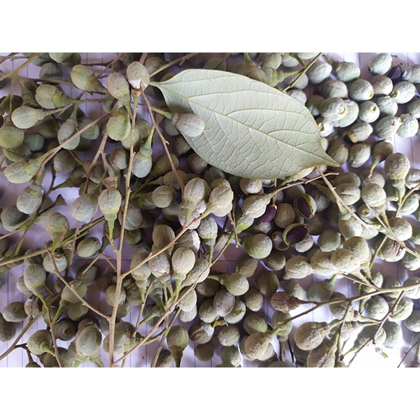 Hạt Giống Cây Bồ Đề Lâm Nghiệp - Gói 30 Hạt KNS2160