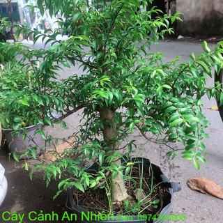 Cây Mai Chiếu Thuỷ Size Đại