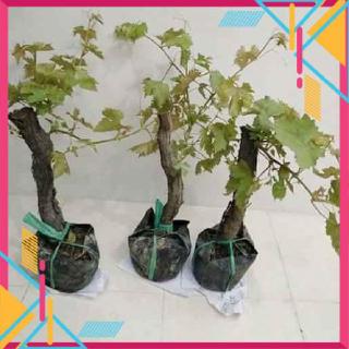Cây nho pháp nho mỹ trồng trong chậu - cây giống nhập khẩu - cây giống nhập khẩu