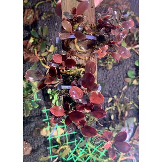 Cây thuỷ sinh Bucephalandra Brownie series 20gram