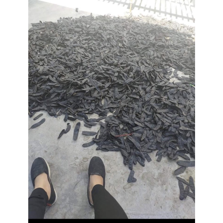 Trái Bồ Kết Khô 1kg, 2kg