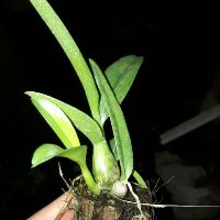 9 loại denro nắng