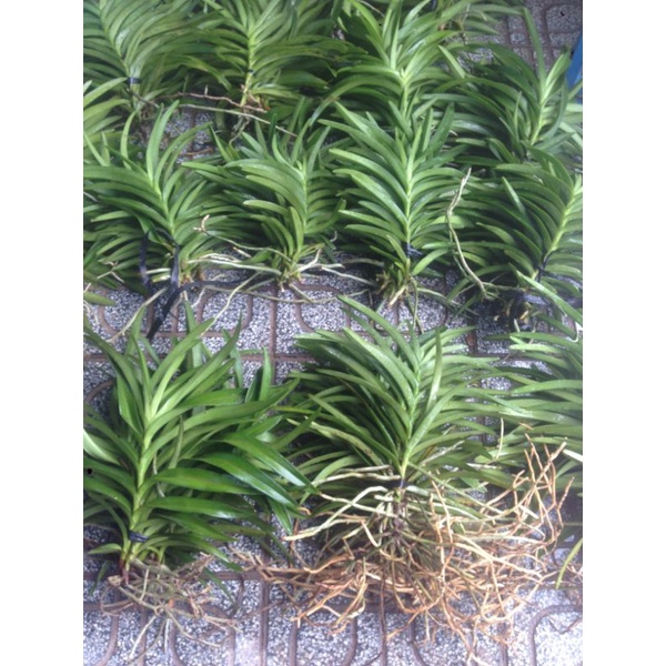 Combo 15 Cây Lan Giống Mokara cao 20-30cm nhiều màu Đỏ,Vàng,Tím,Hồng,Cam,Trắng