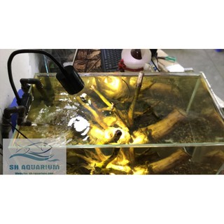 Đèn LED RỌI 5W, 7W kẹp thành bể