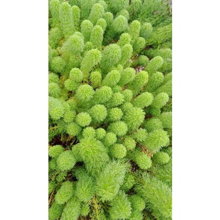 N&T Garden- tiểu bảo tháp