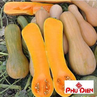 Gói 20 hạt giống bí mật phú điền