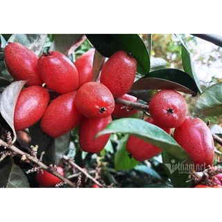 NHÓT NGỌT SIÊU QUẢ SIÊU NĂNG SUẤT