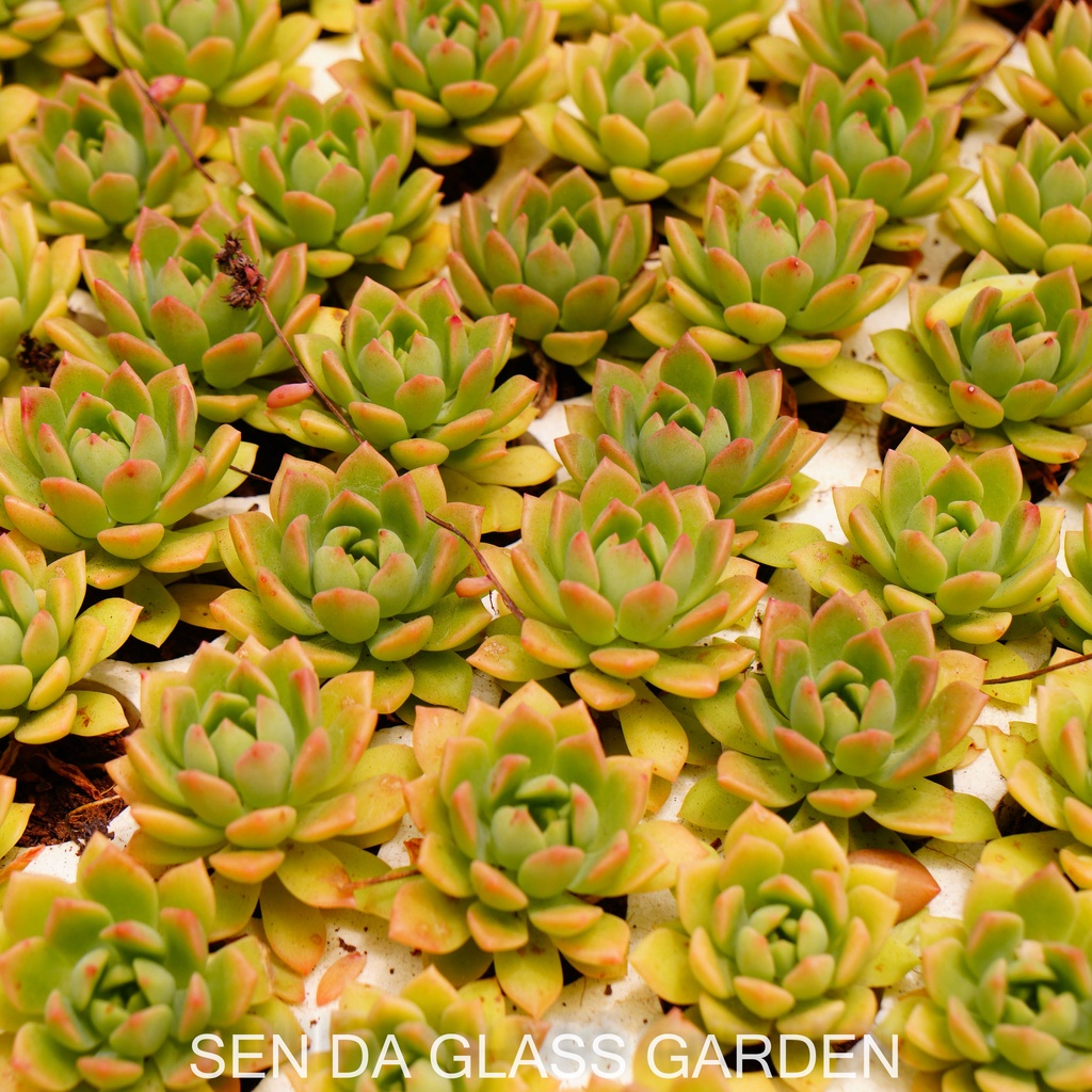 Set 5 cây Sen đá mặt trời cam GLASS GARDEN size mini 2-3cm, Hàng Đà Lạt, lỗi 1 đổi 1