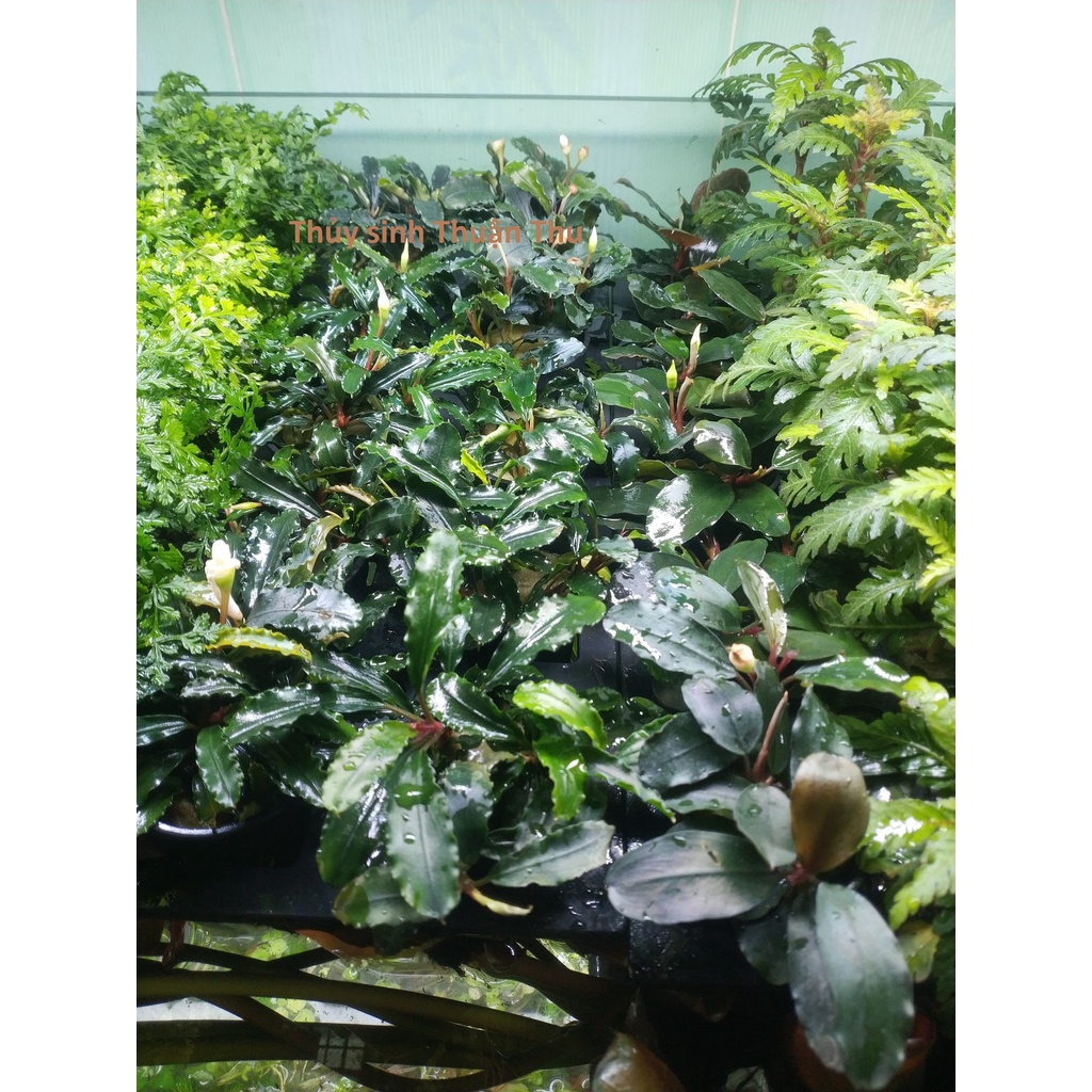 Cây Bucep Bucep Phalandra - Cây thủy sinh tiền cảnh trung cảnh