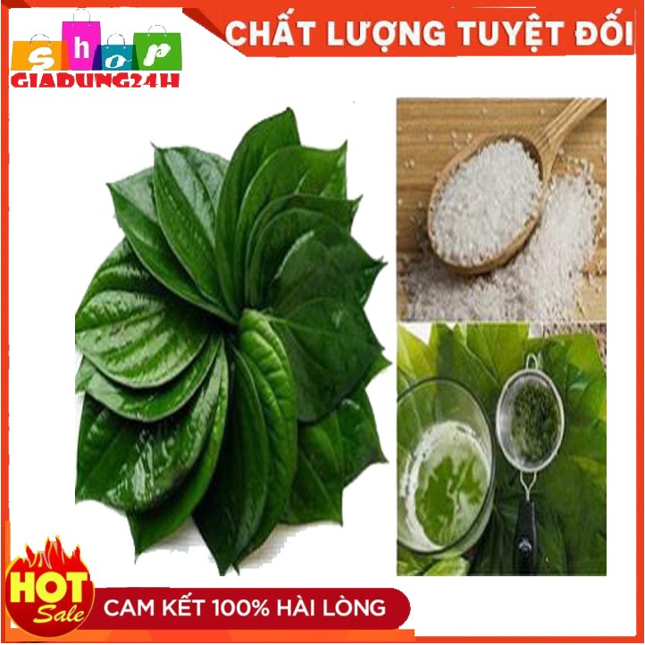 100gr Lá trầu không tươi sạch- Dùng xông thảo dược, chữa bệnh-Giadung24h