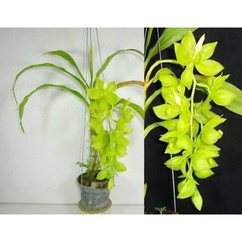 🍀HÀNG ĐẸP🍀Hoa Lan thiên Nga đủ màu combo 10 cây