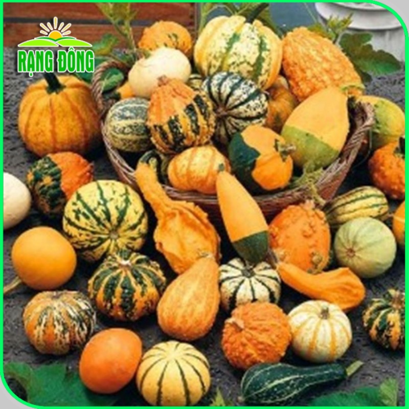 Hạt giống Bí Ngô Mix Fancy trồng quanh năm, nhiều loại, nhiều màu mix trộn (gói 1 gr) - Hạt giống Rạng Đông