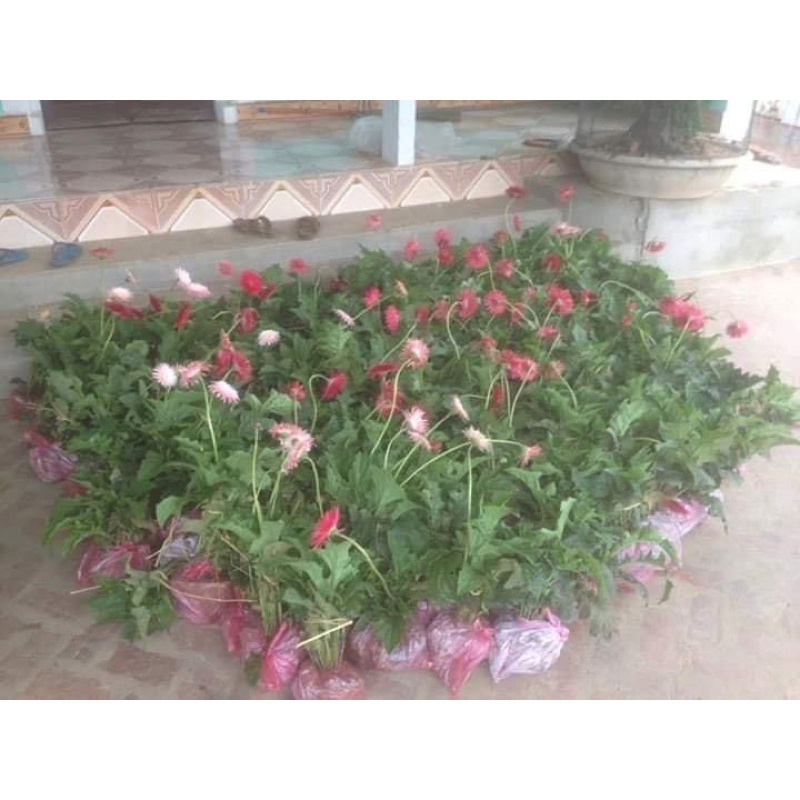 Cây hoa đồng tiền kép cổ ngày xưa