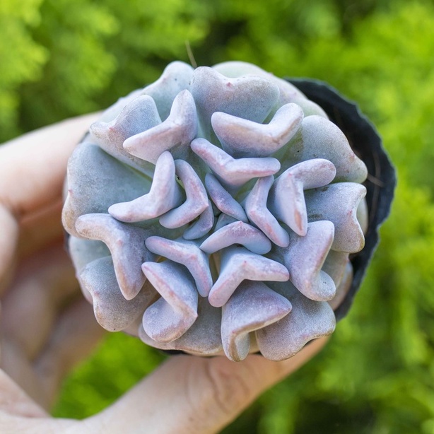 Sen đá cúc tím 5-7cm - Vườn sen đá