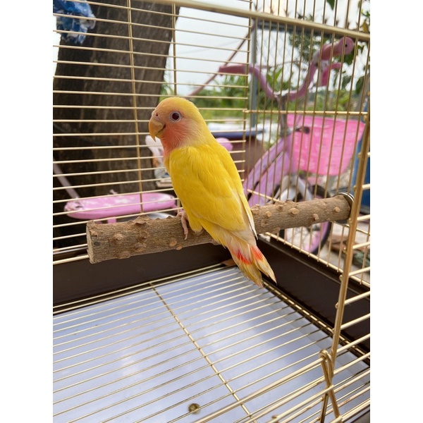 Cầu đậu gỗ gạo cho chim vẹt # 20cm.