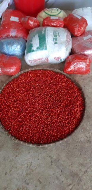 Hạt Dổi, Mắc Khén (5-20 Hạt, 50-100gr Giá Dùng Thử)