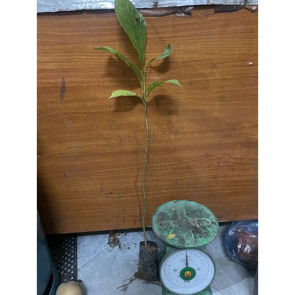 Cây dổi giống Ngagarden