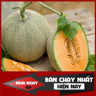 [ Big Sale ] Hạt giống dưa lưới hami lelon nhập khẩu Thái lan