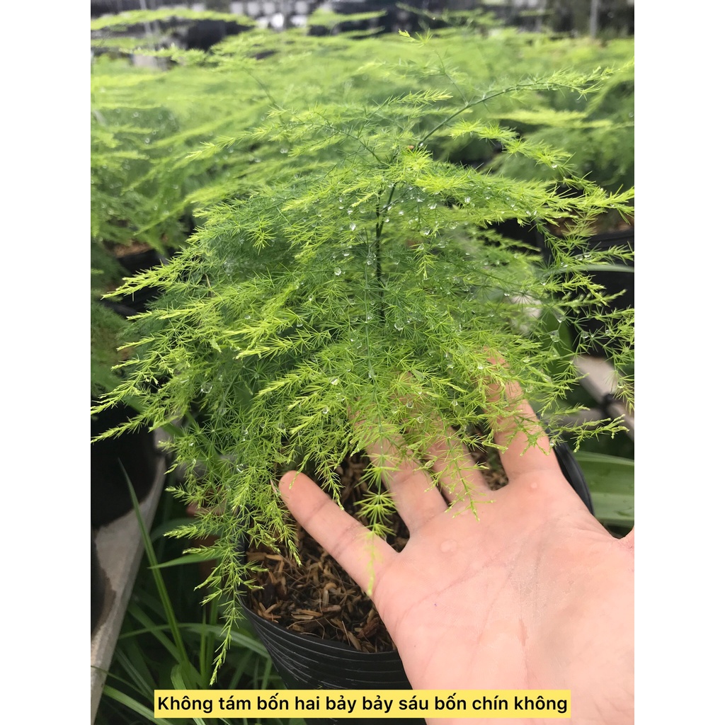 Cây thủy tùng- cây công trình- cây phong thủy- cây sân vườn- caykiengsadec